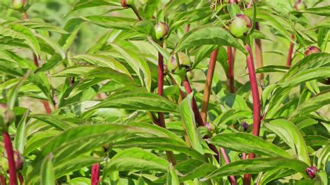 kerala tulsi video download|Tulshi Stock Video Footage for Free Download .